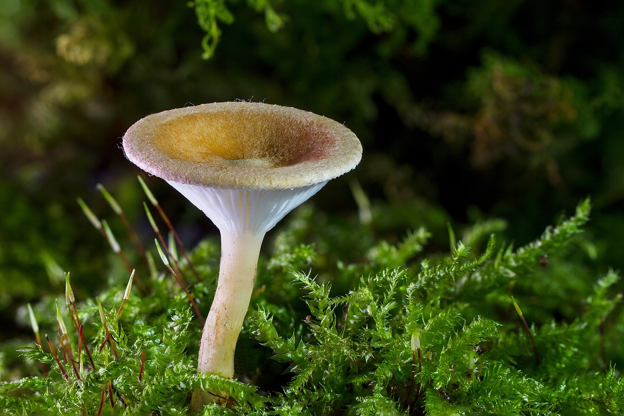 ¿Cómo saber si son hongos en la lengua?