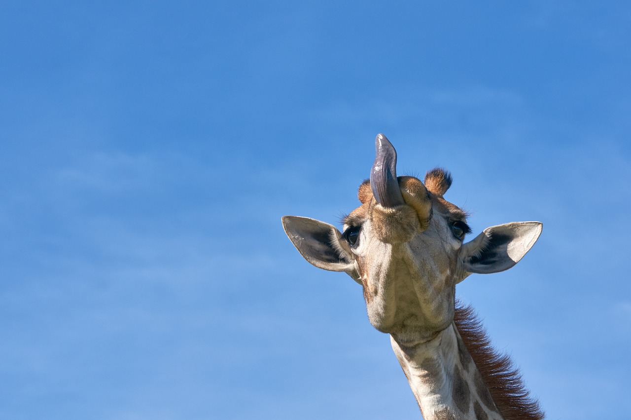 ¿Cómo se llama el pendiente de la punta de la lengua?