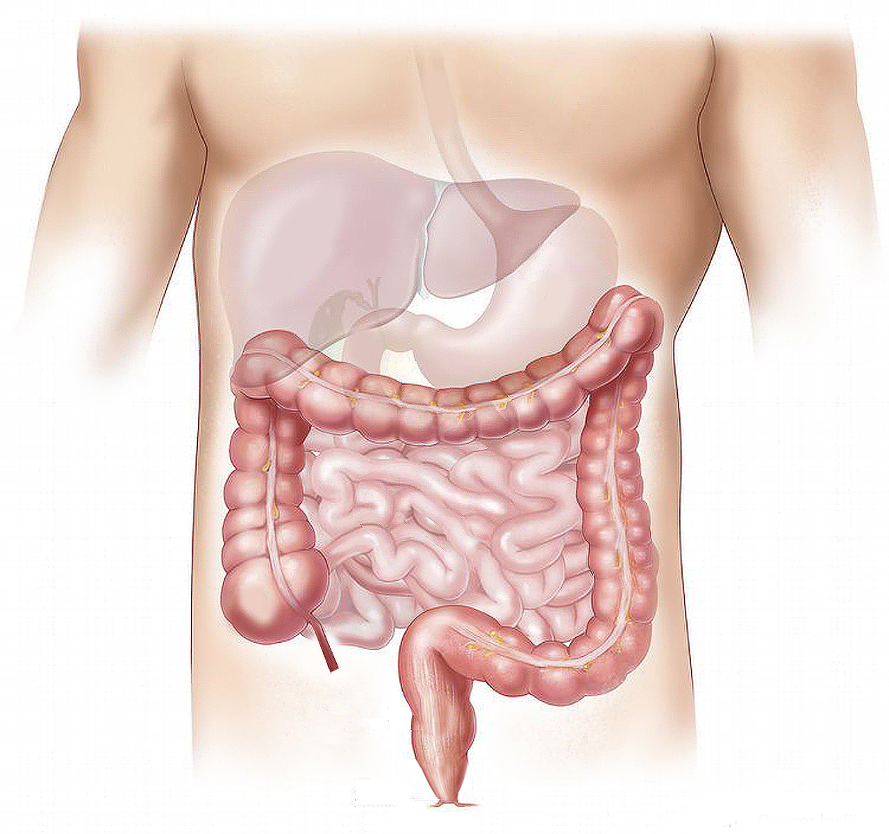 ¿Qué secreten les Glandules Salivals?
