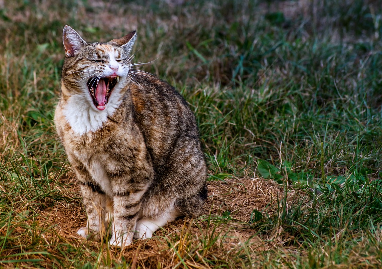¿Qué virus pone la lengua blanca?