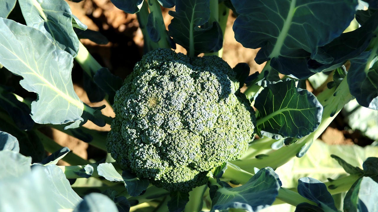 ¿Cómo se blanquea el brócoli?