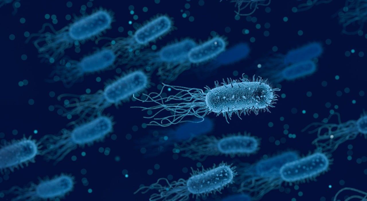 ¿Qué bacterias se encuentran en la placa dental?