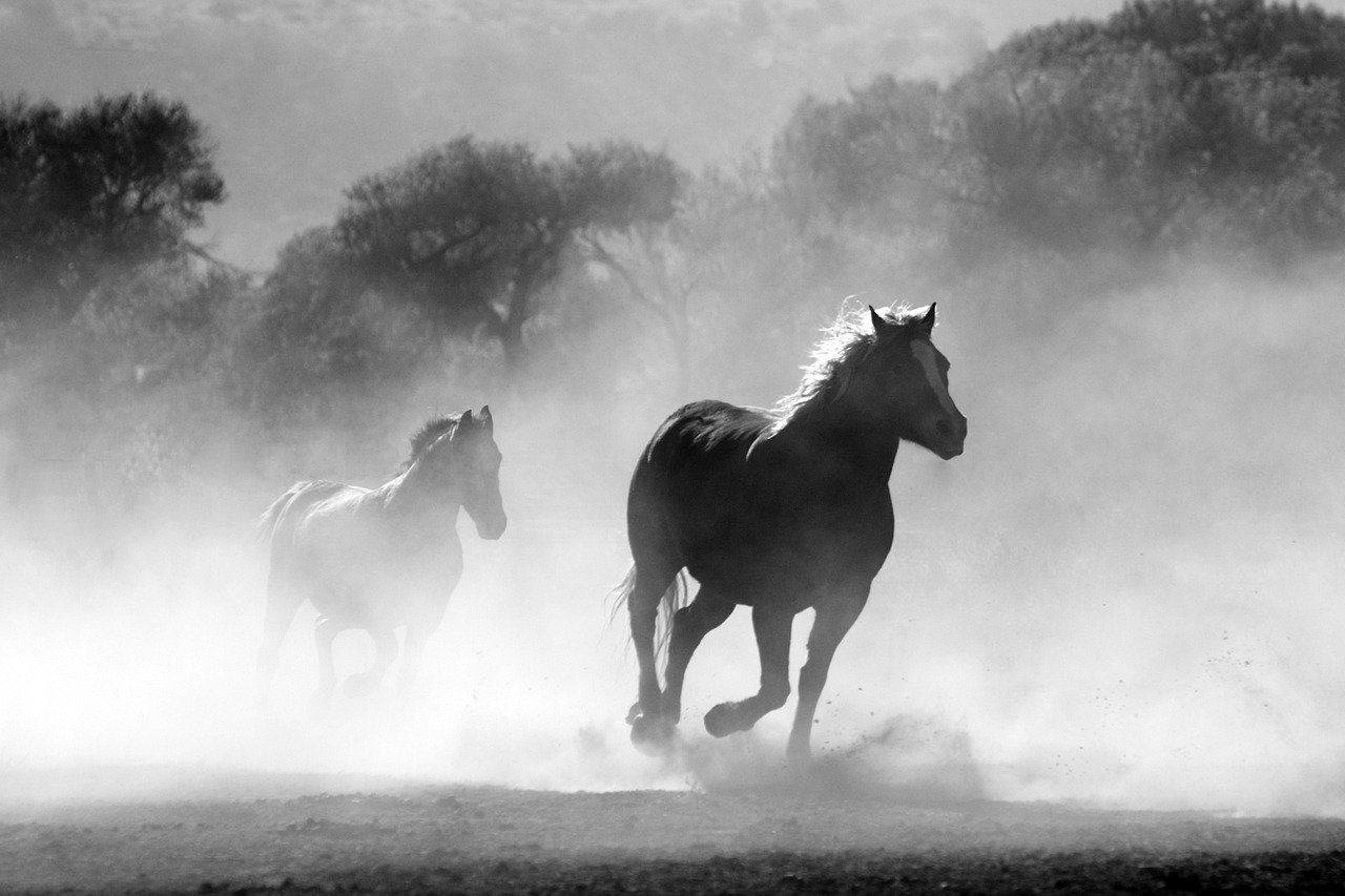 ¿Qué tipos de color blanco hay?
