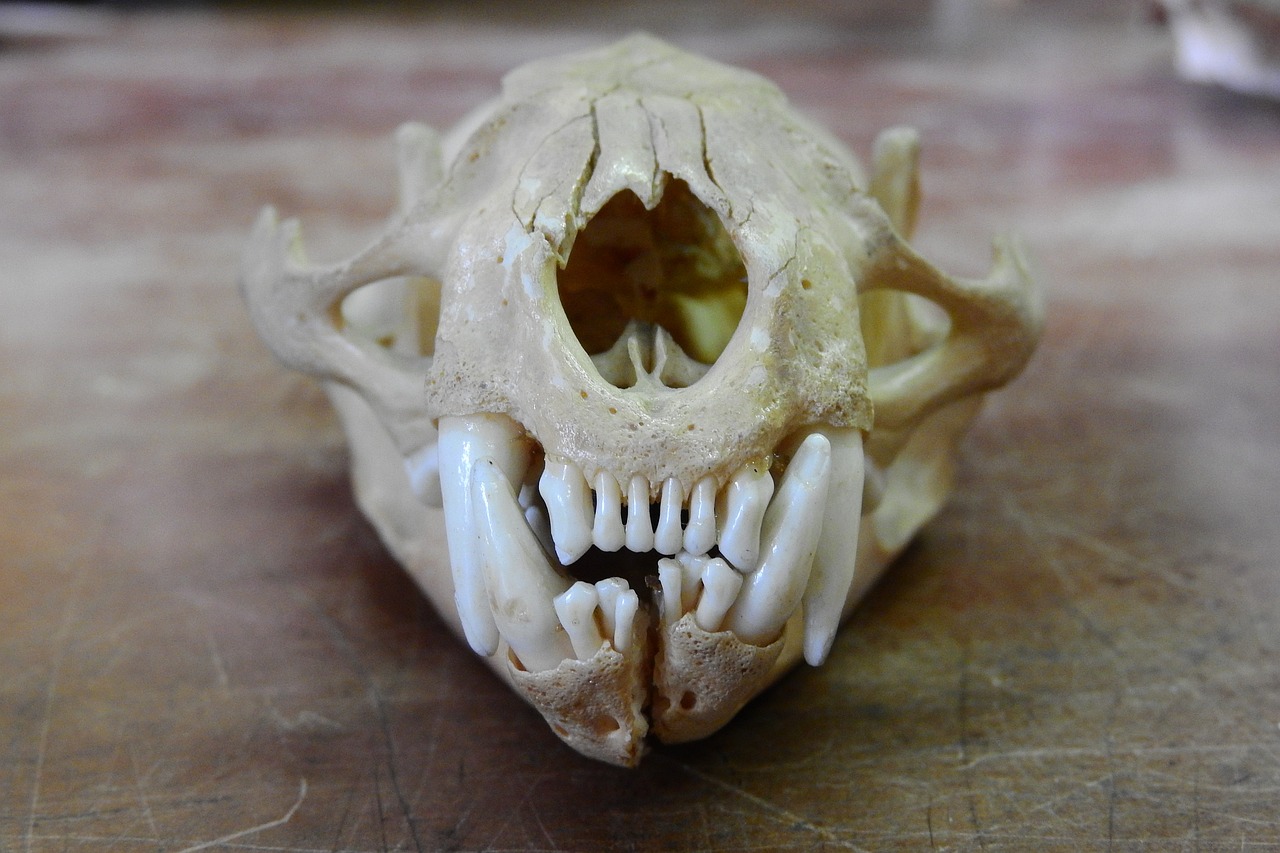 ¿Cuáles son los dientes frontales?