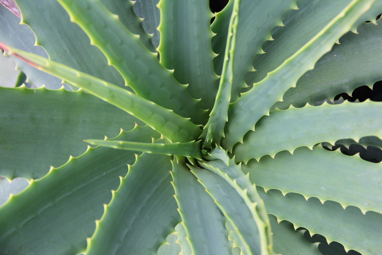 ¿Cómo se puede utilizar el aloe vera?