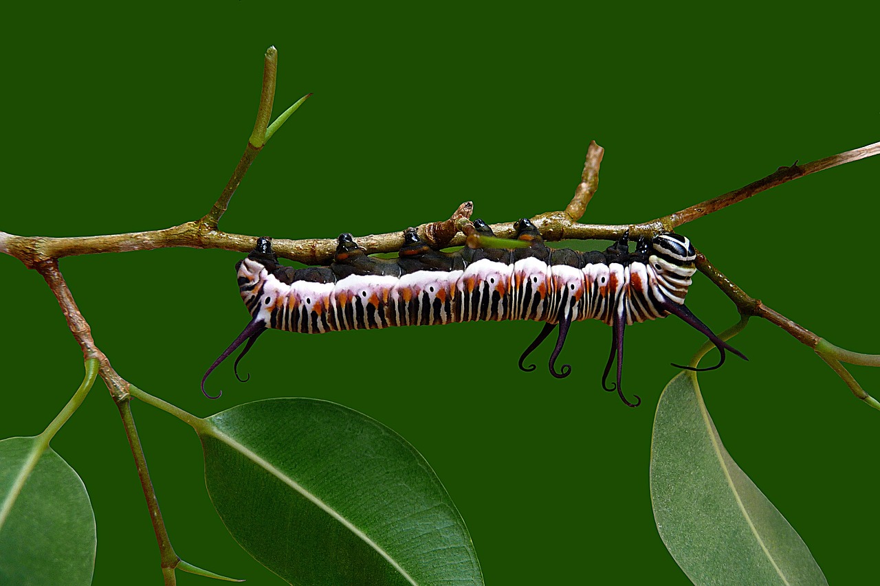 ¿Por qué se dice pupa?
