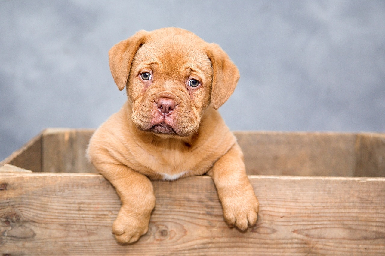 ¿Qué es un canino en los dientes?