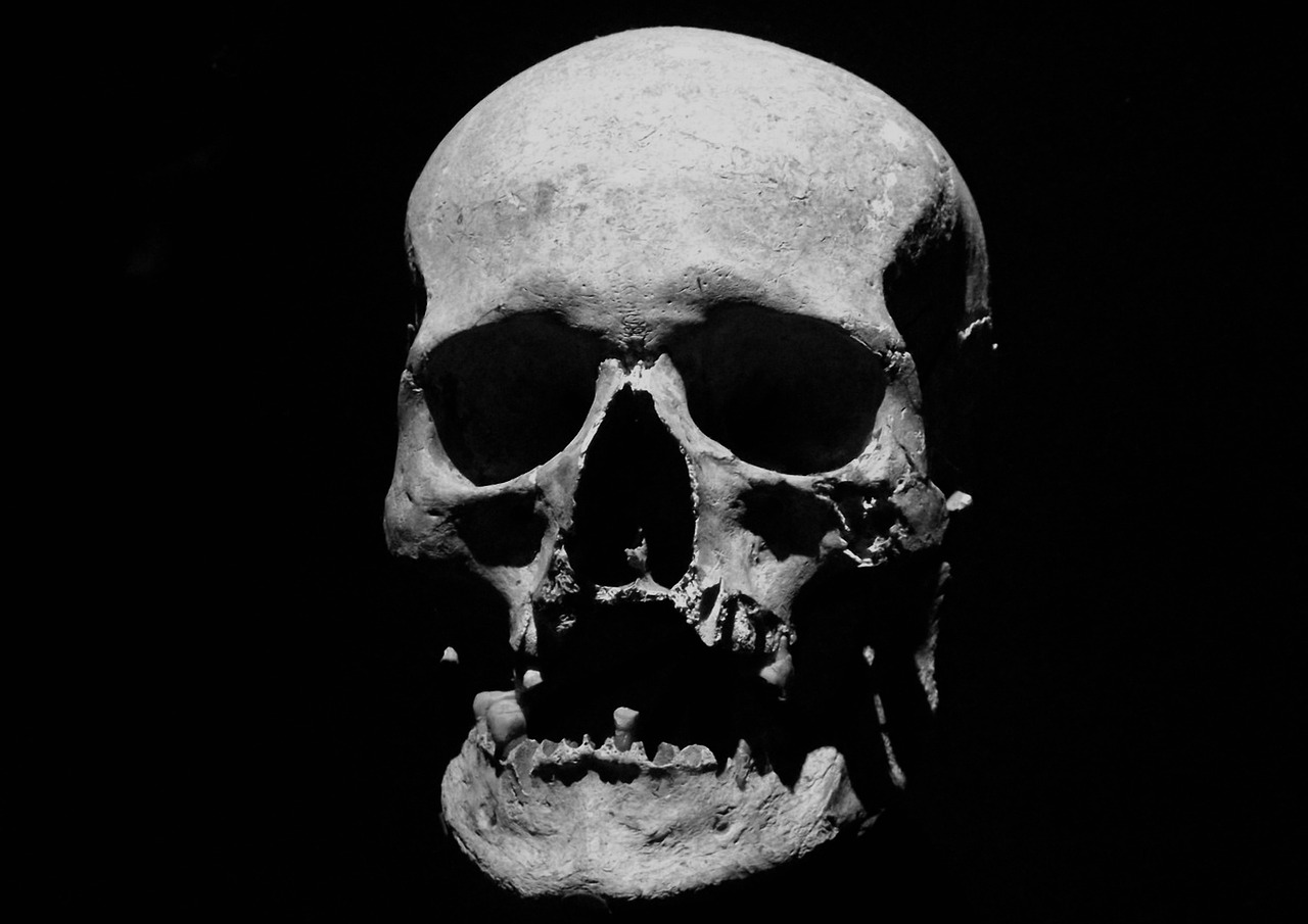 ¿Qué es maxilar y mandibular?