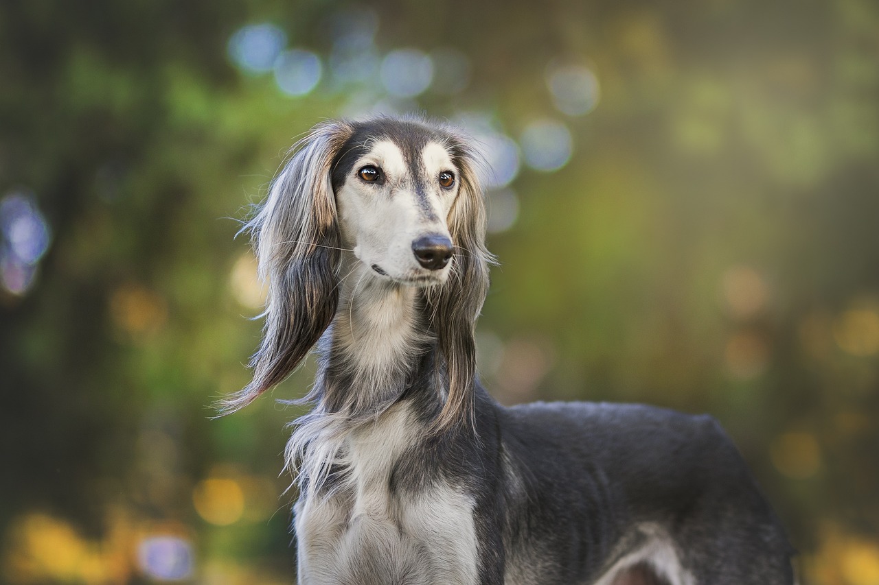 ¿Cuáles son los perros de categoria 1 y 2?