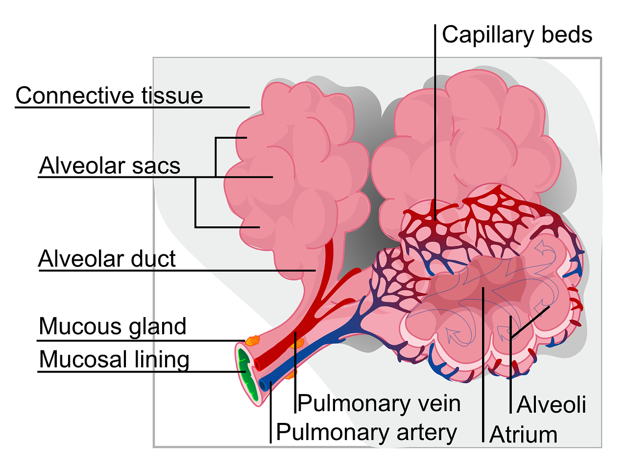 ¿Qué es un alveolares?