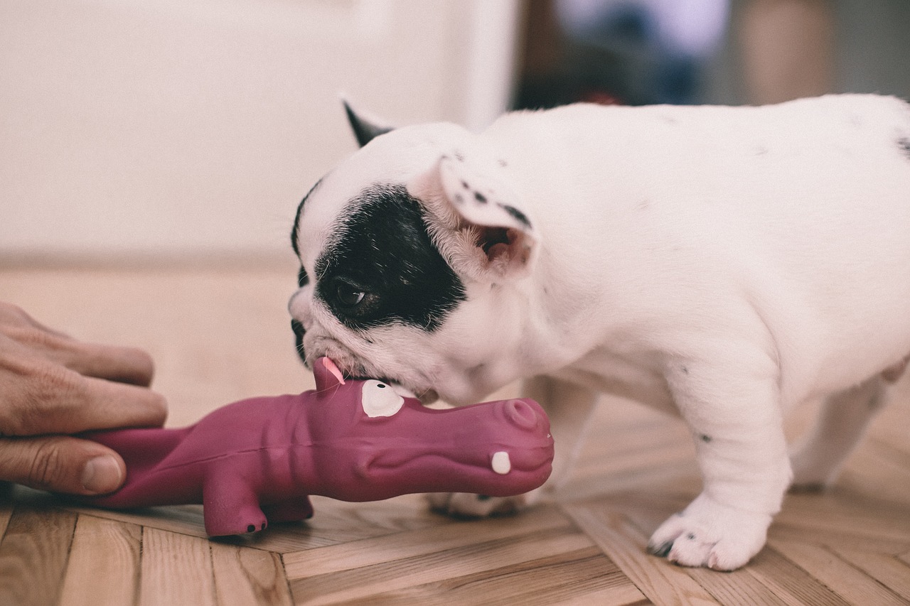 ¿Cómo se extrae un canino retenido?