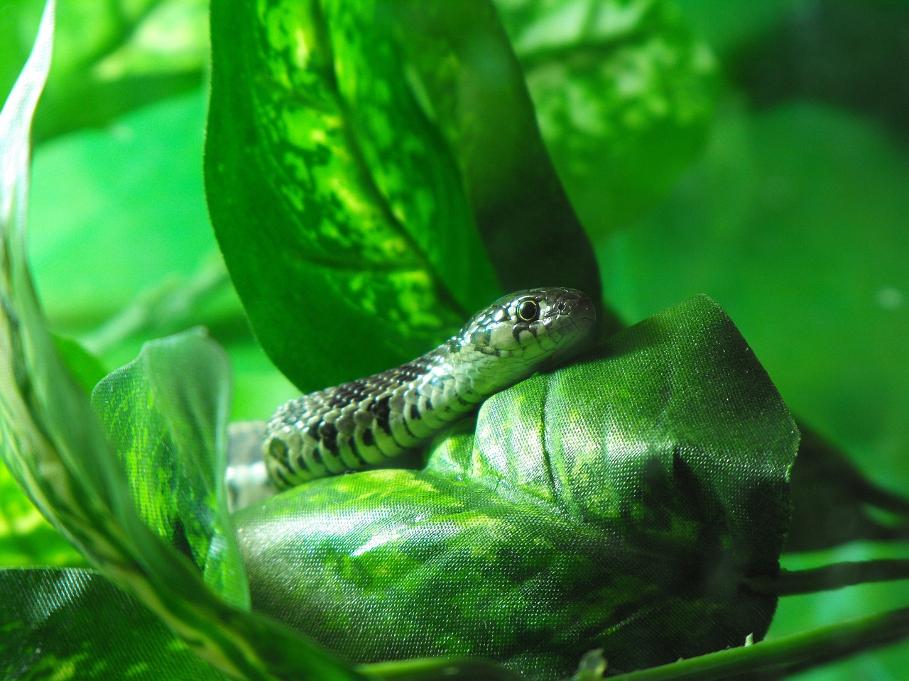 ¿Cuánto tarda en cicatrizar el Snake Bite?