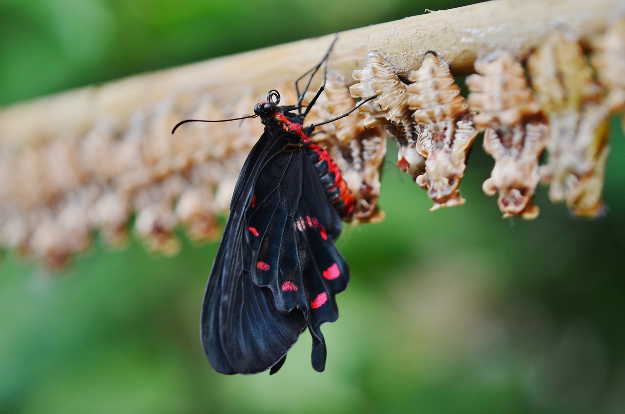 ¿Qué significado de pupa?