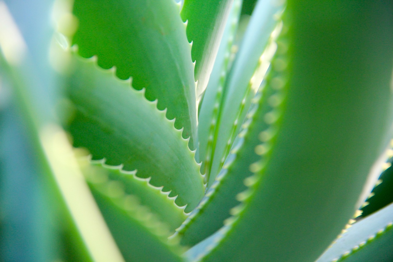 ¿Cómo utilizar el aloe vera para las encías?