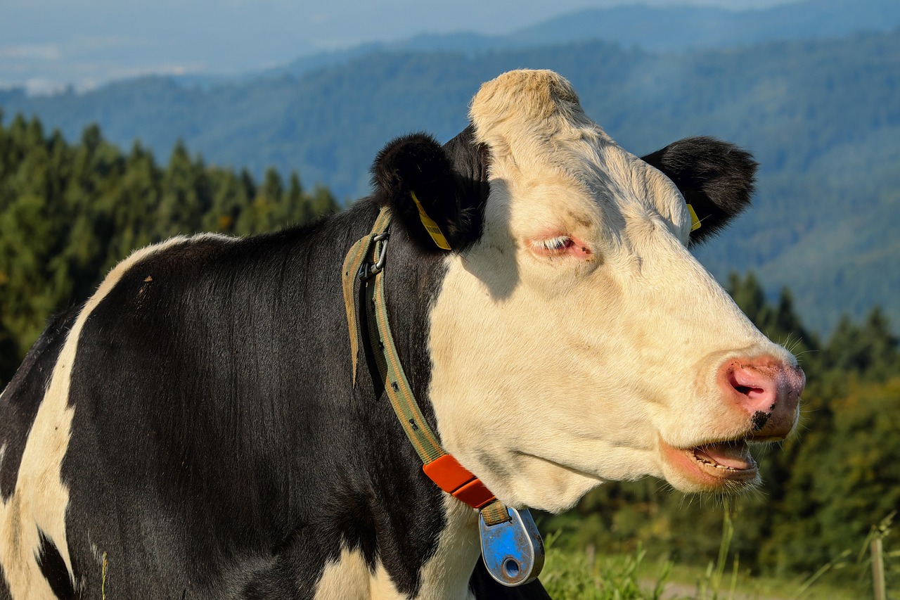 ¿Qué hacer cuando se caen los dientes de leche?