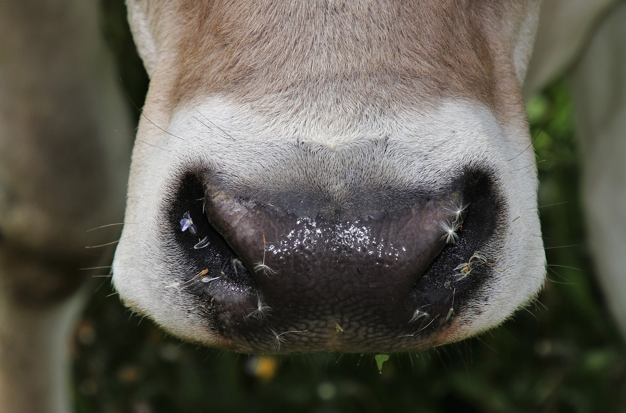 ¿Cómo se saca un diente de leche sin dolor?