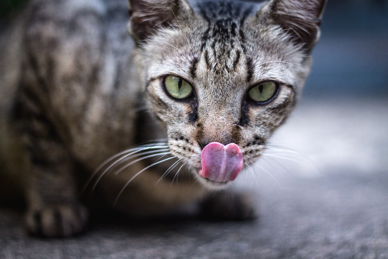 ¿Cómo se ve hongo en la lengua?