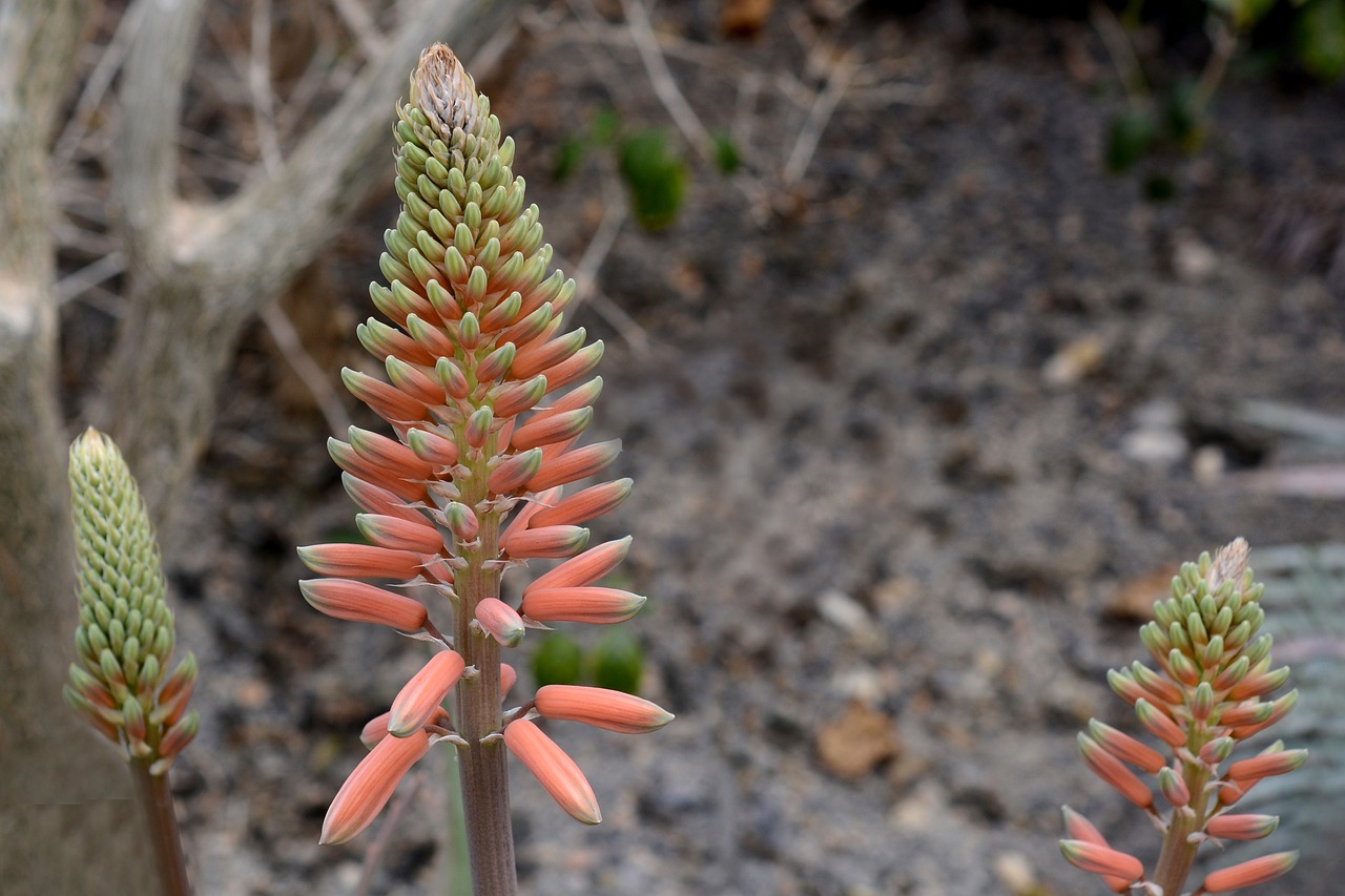 ¿Qué hace el aloe vera en los dientes?