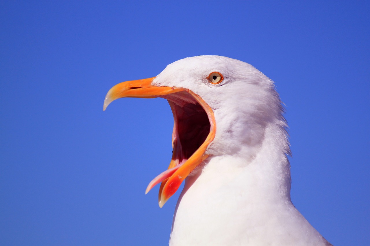 ¿Qué significa tener la lengua blanca y rasposa?