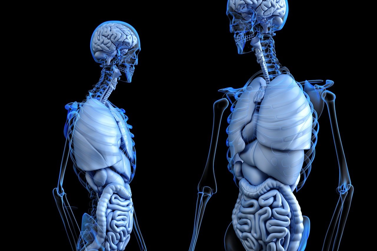 ¿Cómo tener un cuerpo esqueletico?
