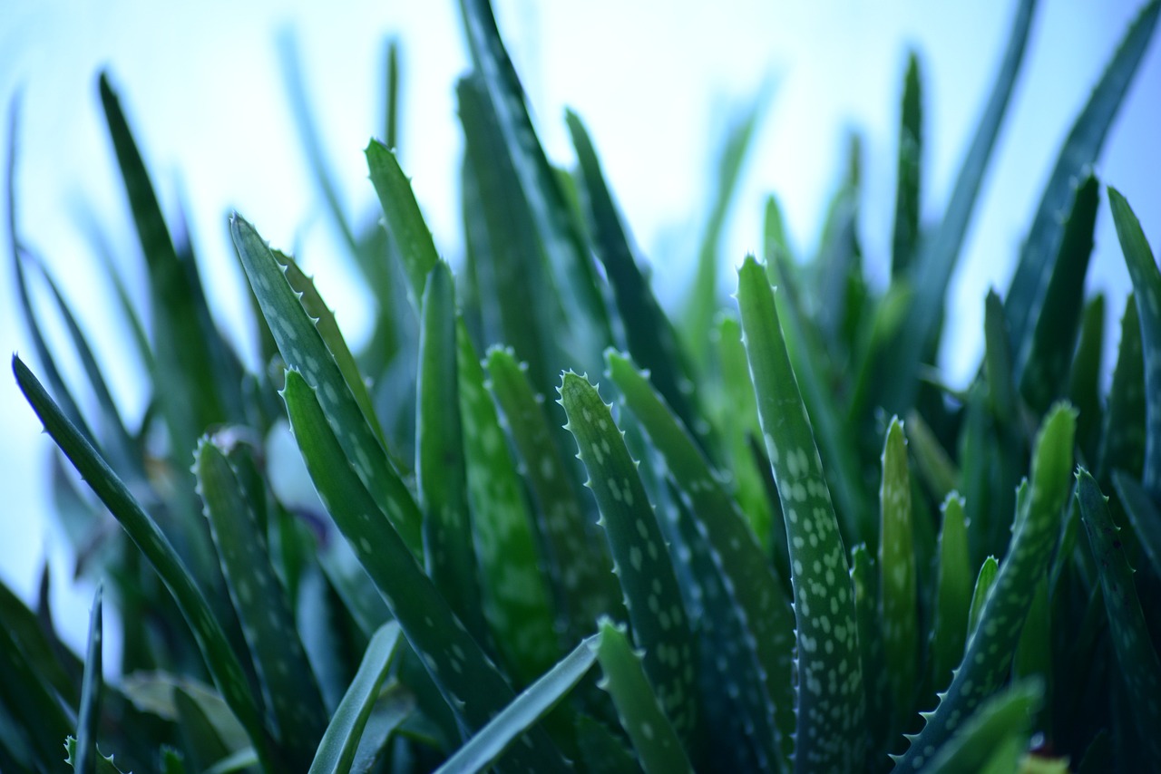 ¿Cómo utilizar el aloe vera en los dientes?