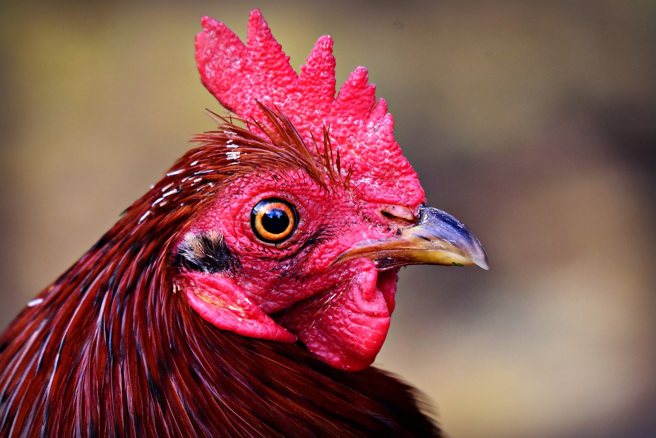 ¿Qué es el ojo de pollo y cómo se cura?