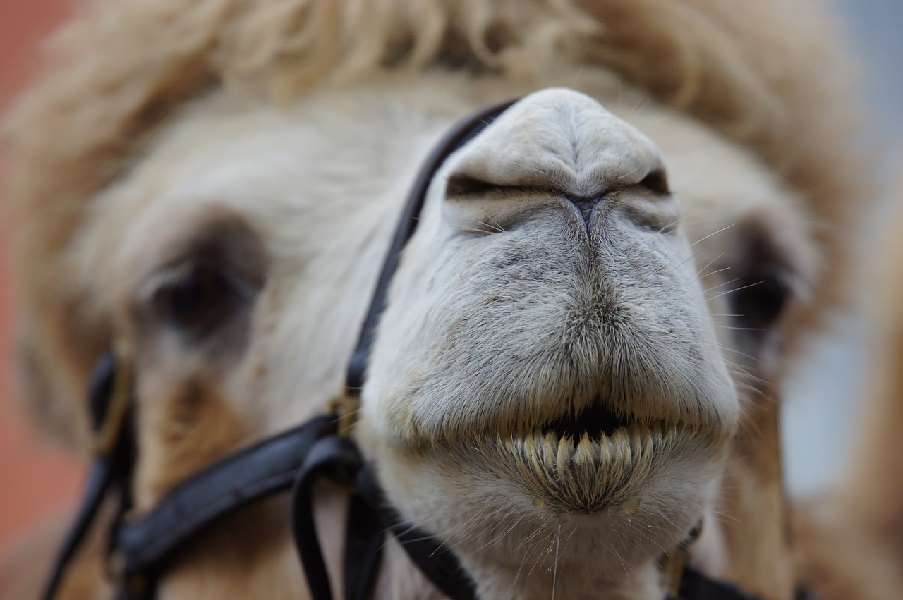 ¿Qué pasa si la muela tiene caries?