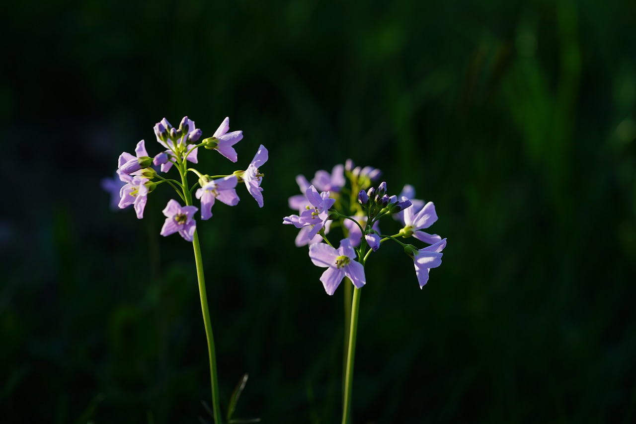 ¿Qué enfermedades producen muguet?