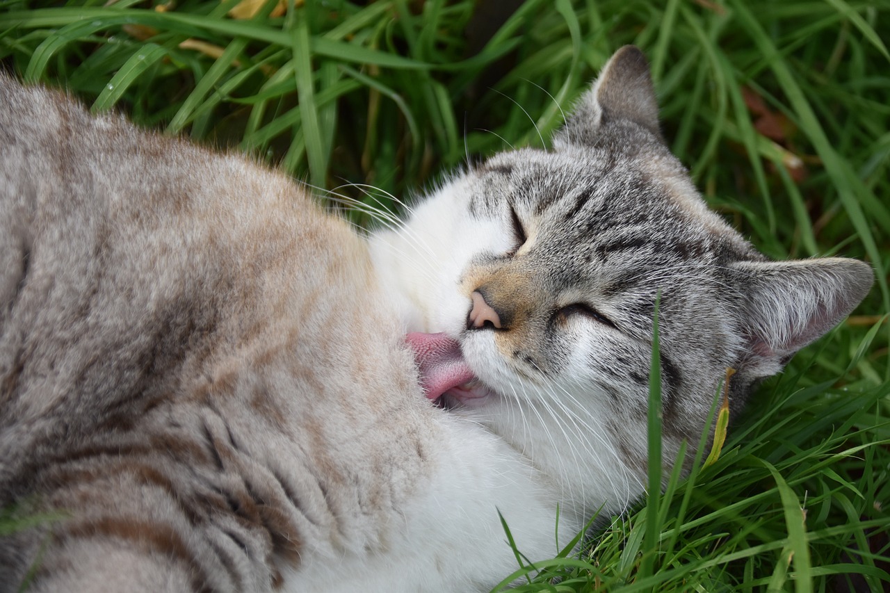 ¿Por qué se pone la lengua aspera?