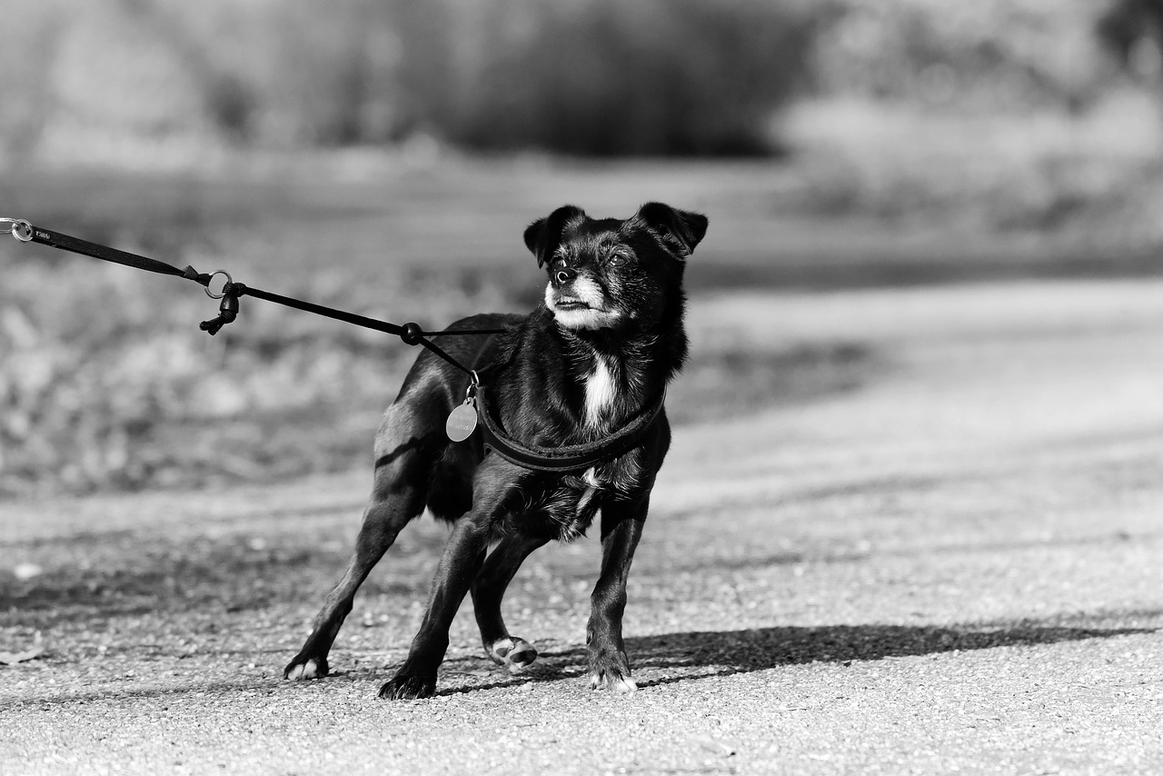 ¿Cuál es el diente canino de abajo?