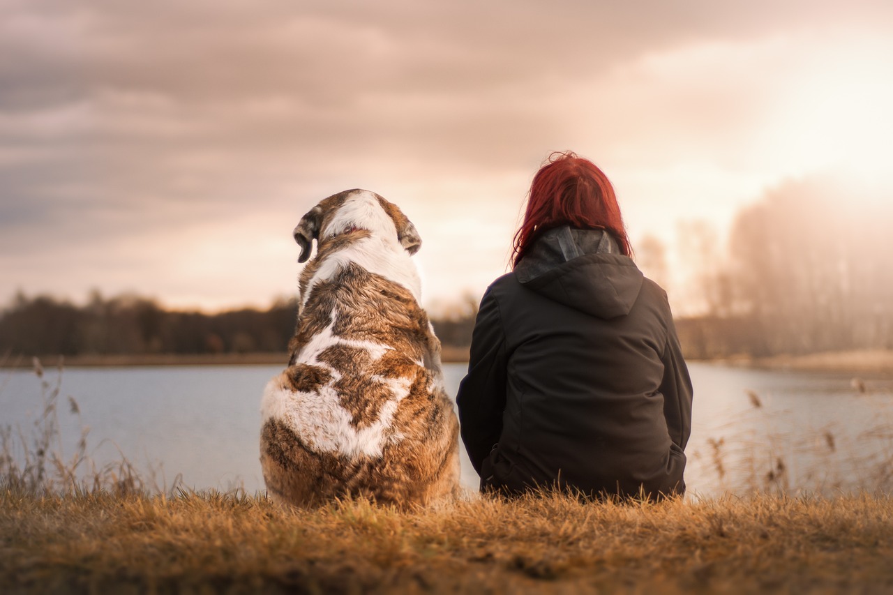 ¿Qué hacer si mi perro tiene una muela picada?
