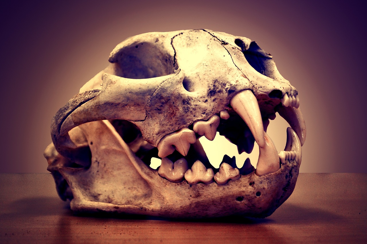 ¿Cuánto se cobra por blanquear los dientes?