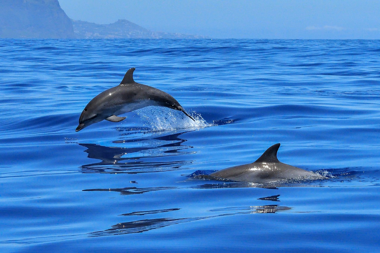 ¿Dónde ver delfines en Barcelona?