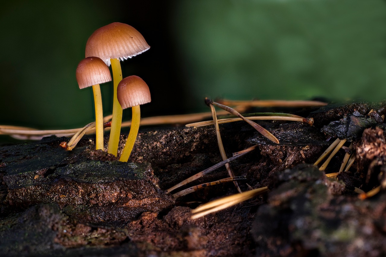 ¿Cuáles son los hongos más comunes?