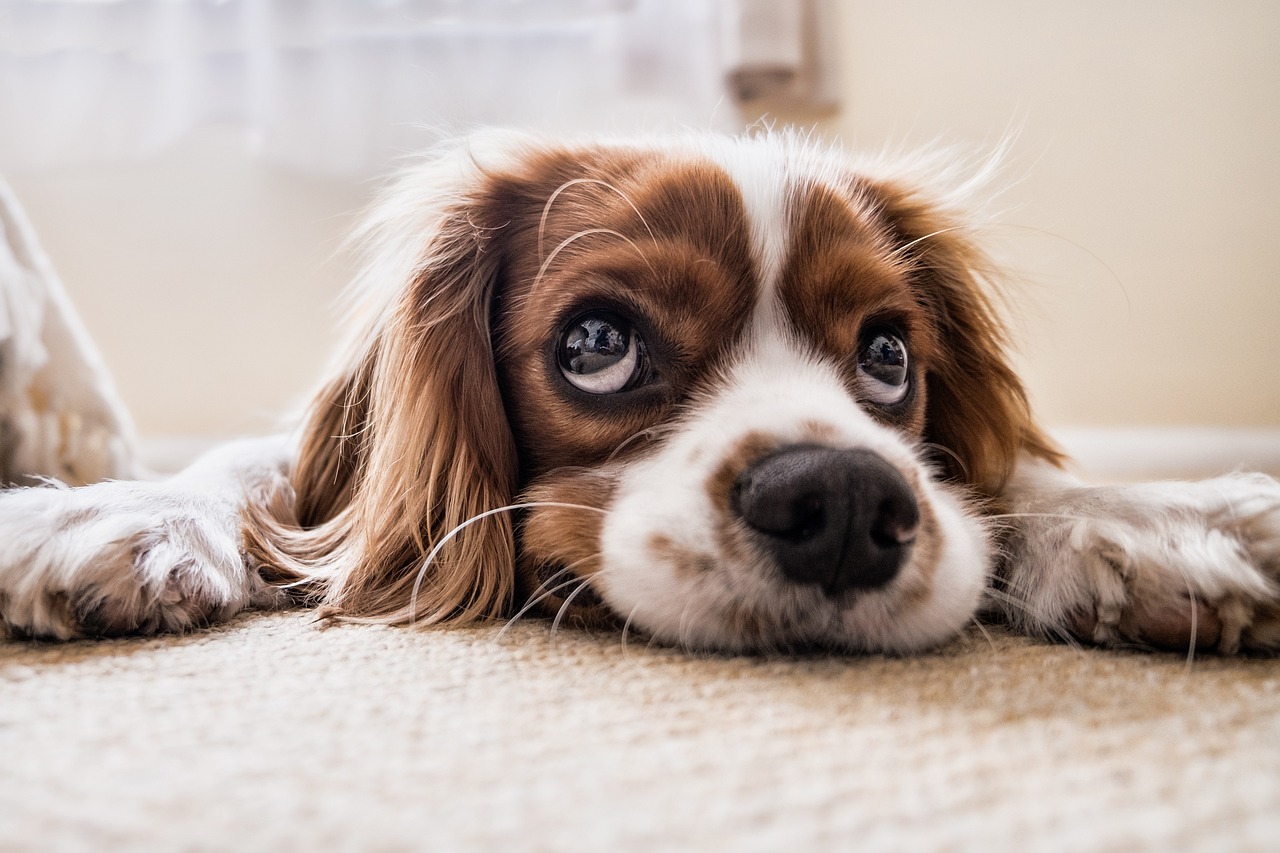 ¿Cuánto tiempo tarda en bajar un canino con botón?