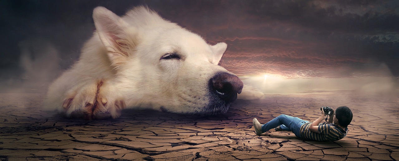 ¿Qué significa el color de las encías en perros?