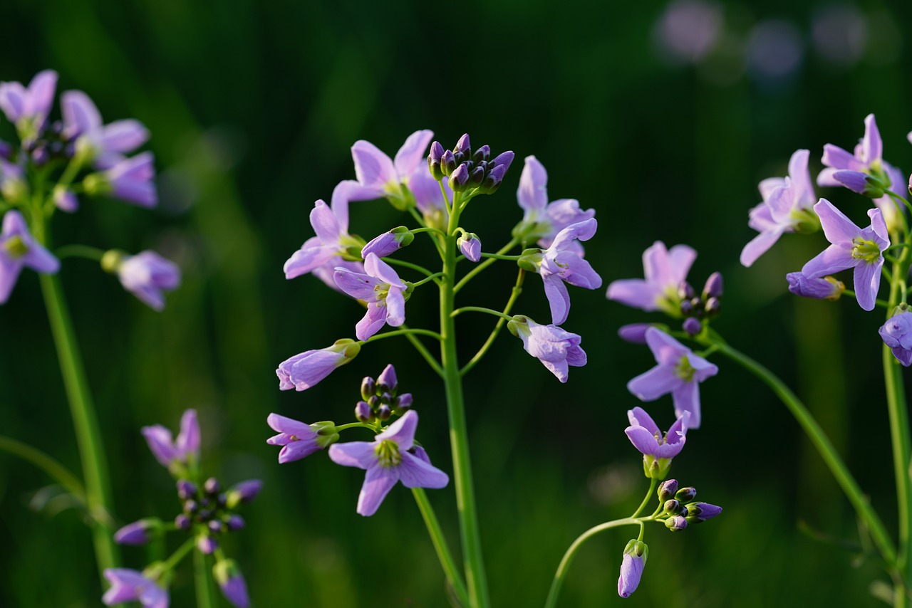 ¿Cuánto tarda en desaparecer el muguet?