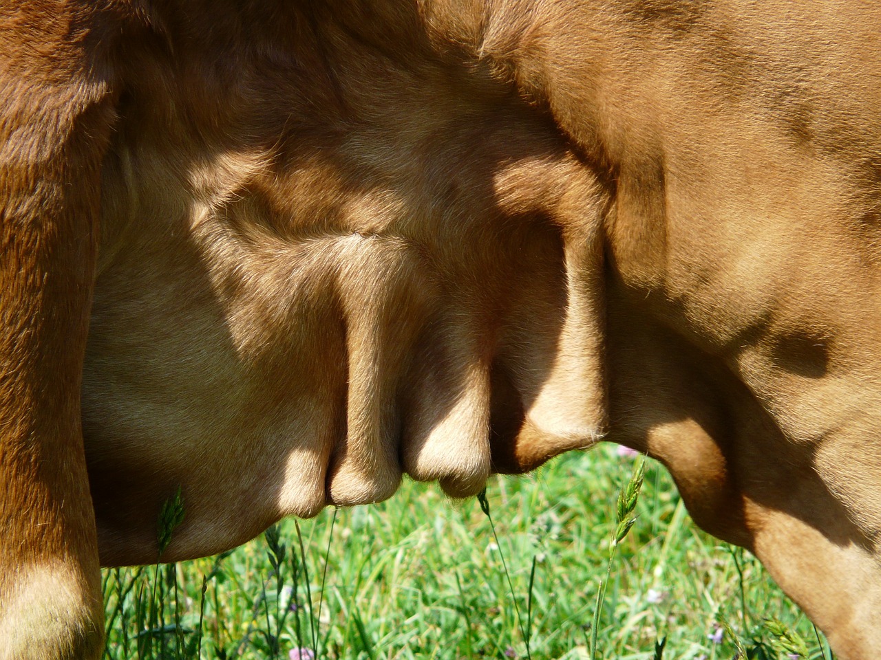 ¿Cuando está indicado un colgajo?